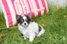 Chihuahua (teef) 00831