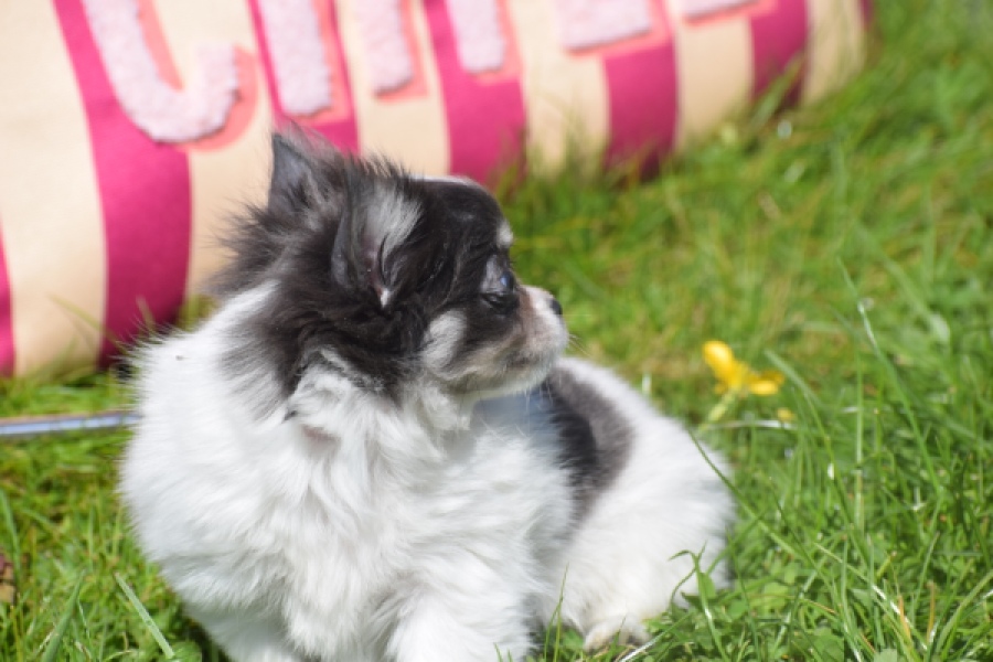 Chihuahua (teef) 00831