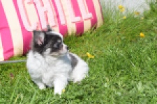 Chihuahua (teef) 00831