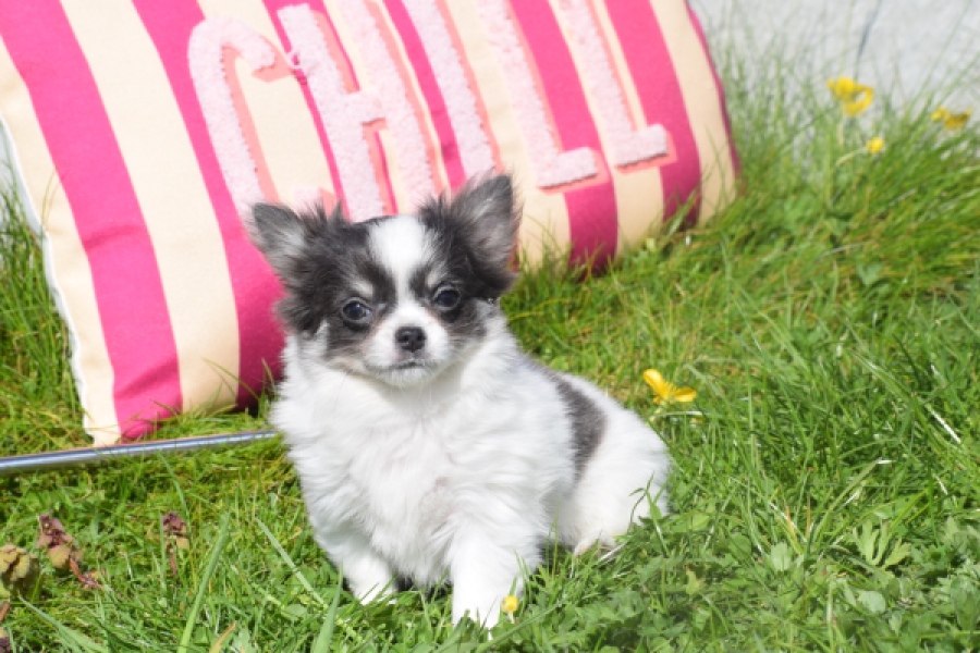 Chihuahua (teef) 00831