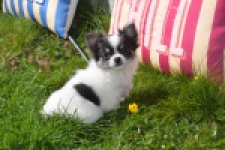 Chihuahua (teef) 00831