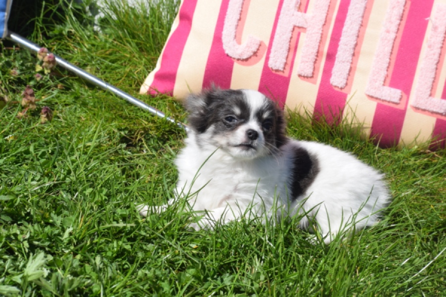 Chihuahua (teef) 00831