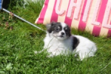 Chihuahua (teef) 00831