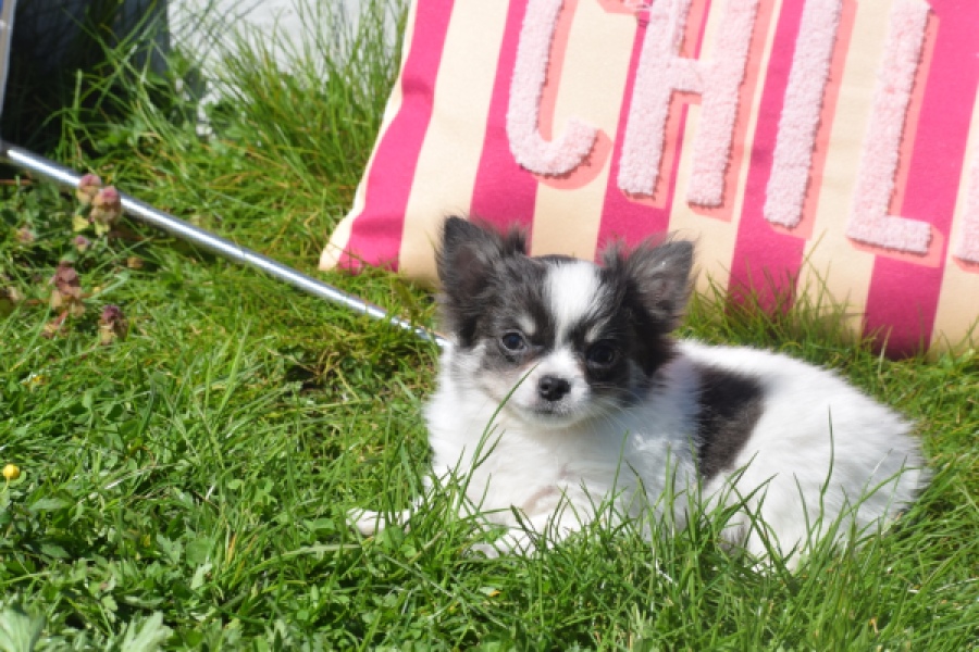 Chihuahua (teef) 00831