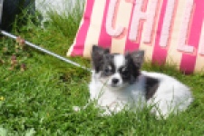 Chihuahua (teef) 00831