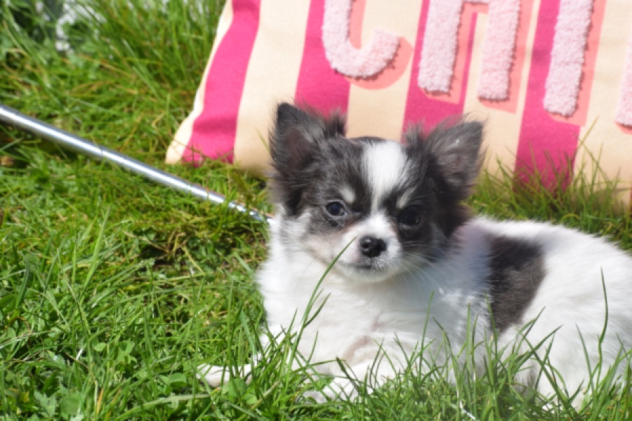 Chihuahua (teef) 00831