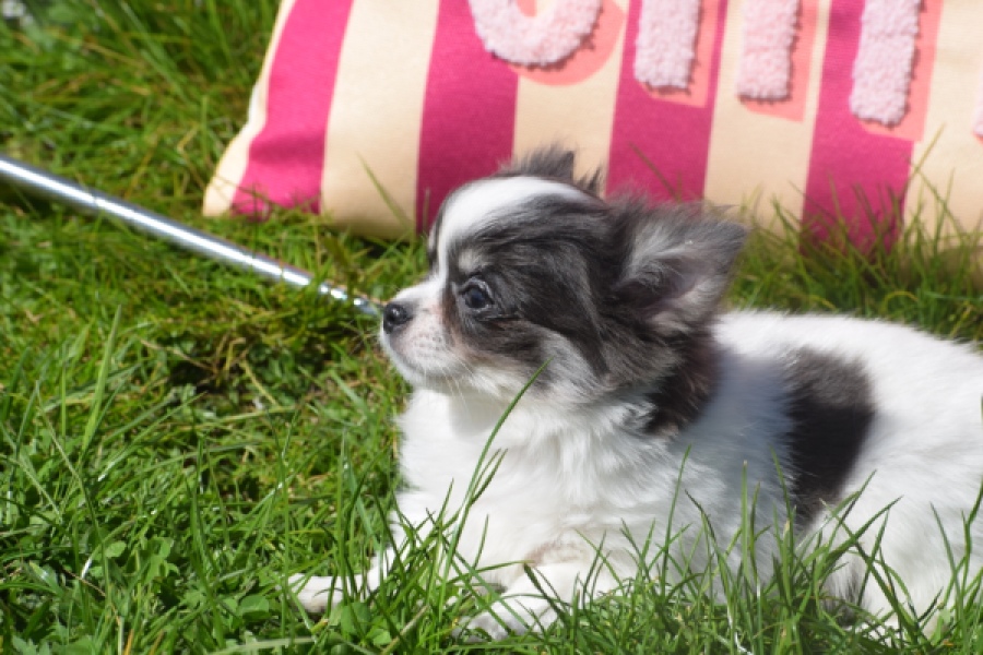 Chihuahua (teef) 00831