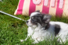 Chihuahua (teef) 00831