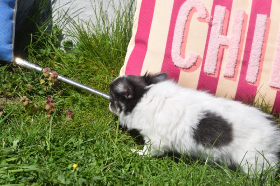 Chihuahua (teef) 00831