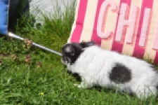 Chihuahua (teef) 00831