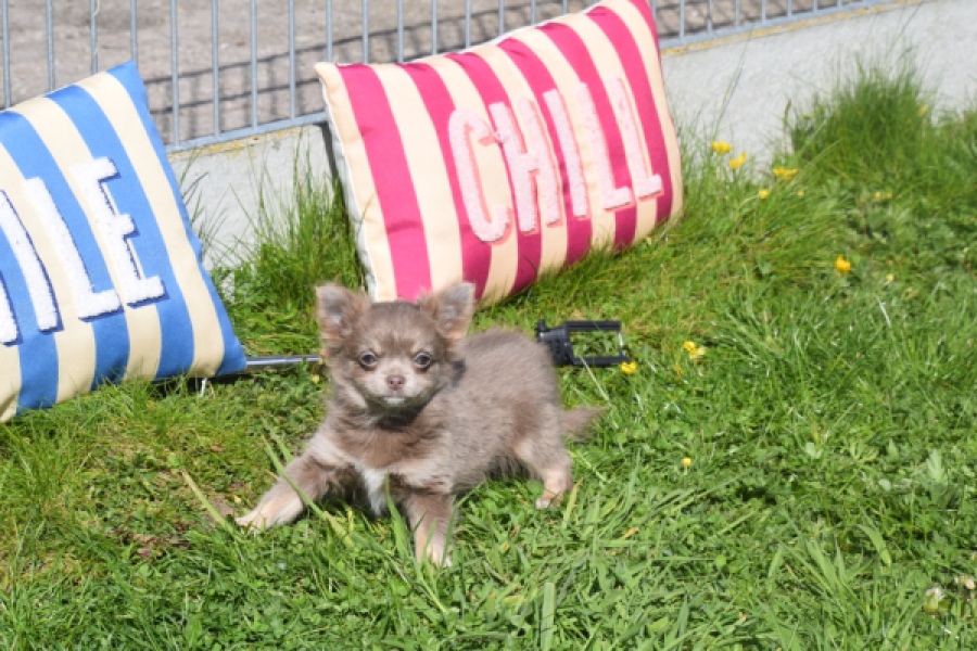 Chihuahua (teef) 00828