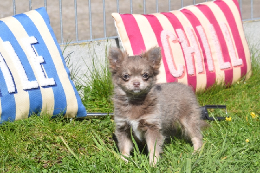 Chihuahua (teef) 00828