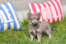 Chihuahua (teef) 00828