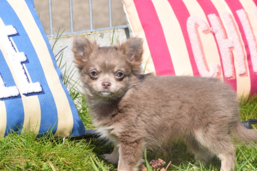 Chihuahua (teef) 00828