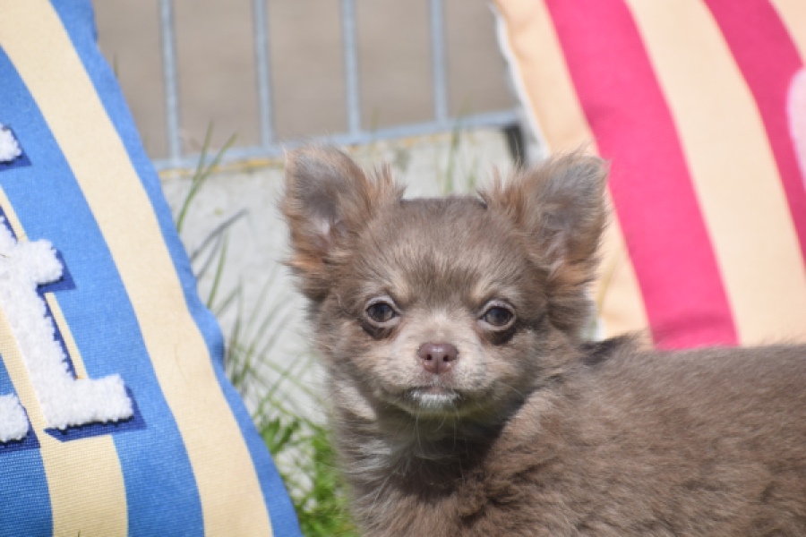 Chihuahua (teef) 00828