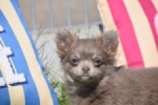 Chihuahua (teef) 00828