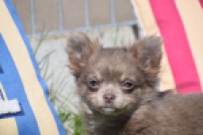 Chihuahua (teef) 00828