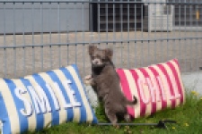 Chihuahua (teef) 00828