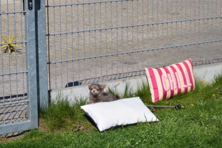 Chihuahua (teef) 00828