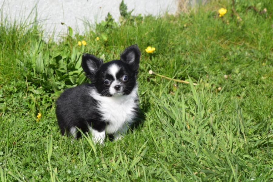 Chihuahua (reu) 00825
