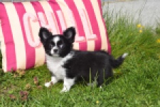 Chihuahua (reu) 00825