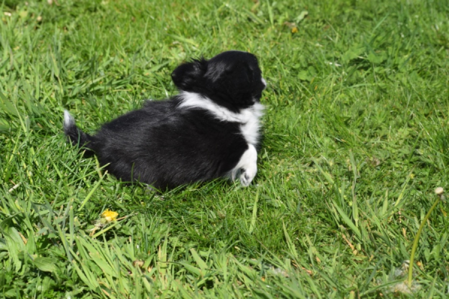 Chihuahua (reu) 00825