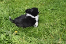 Chihuahua (reu) 00825