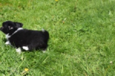 Chihuahua (reu) 00825