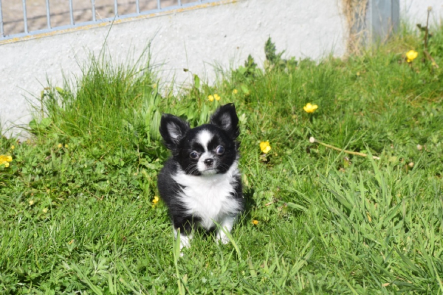 Chihuahua (reu) 00825