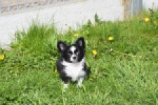 Chihuahua (reu) 00825