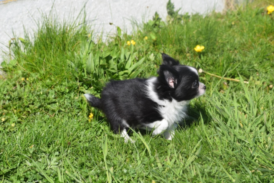 Chihuahua (reu) 00825