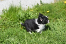 Chihuahua (reu) 00825