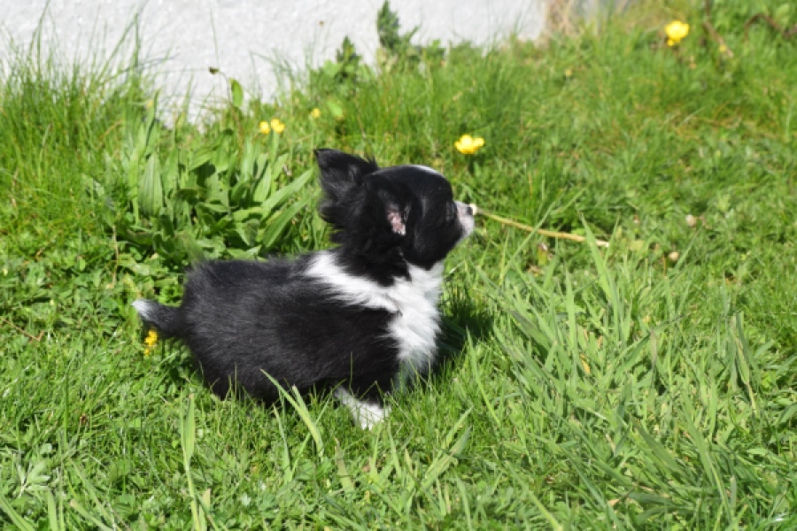 Chihuahua (reu) 00825