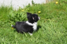 Chihuahua (reu) 00825