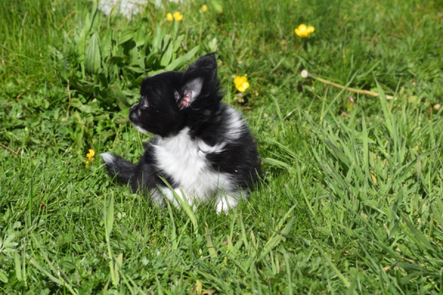 Chihuahua (reu) 00825