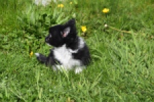 Chihuahua (reu) 00825