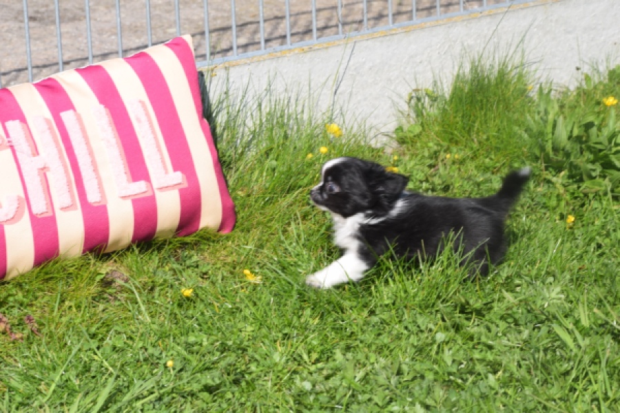 Chihuahua (reu) 00825