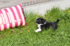 Chihuahua (reu) 00825