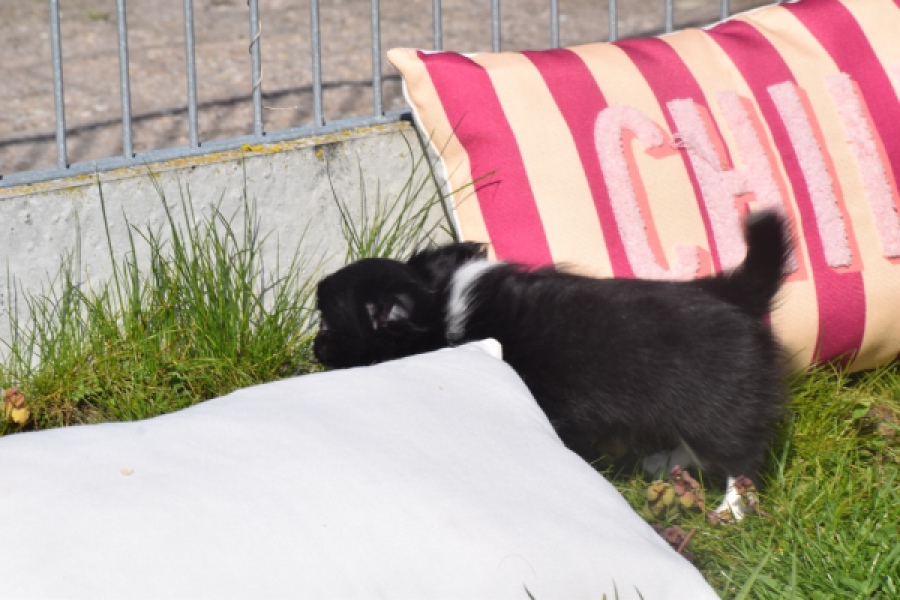 Chihuahua (reu) 00825