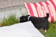 Chihuahua (reu) 00825