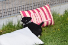 Chihuahua (reu) 00825