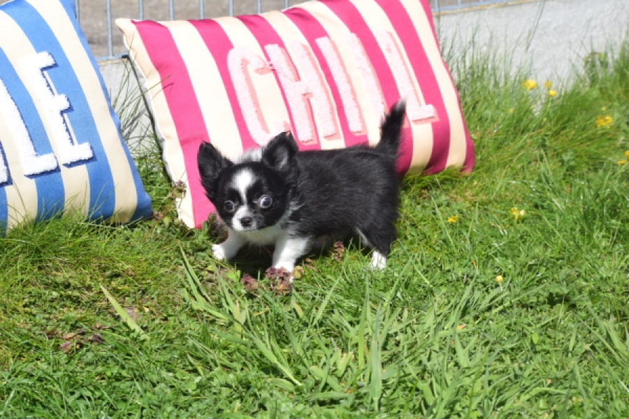 Chihuahua (reu) 00825