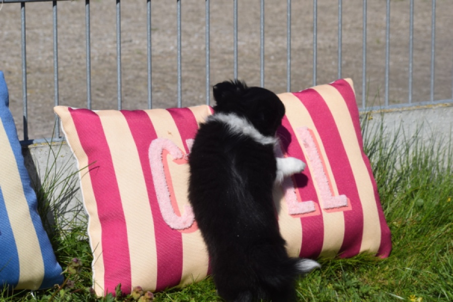 Chihuahua (reu) 00825