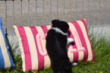 Chihuahua (reu) 00825