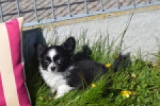 Chihuahua (reu) 00825