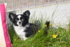 Chihuahua (reu) 00825