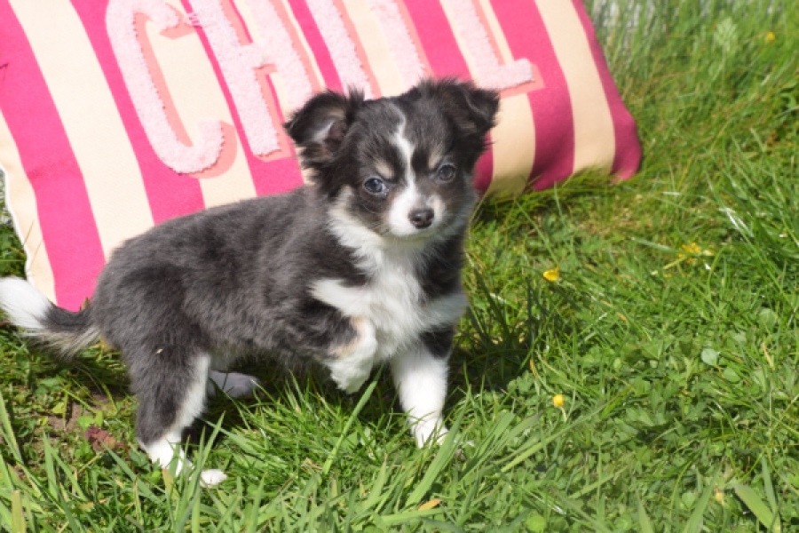 Chihuahua (teef) 00817