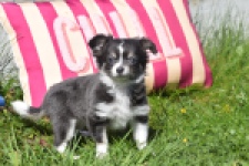 Chihuahua (teef) 00817