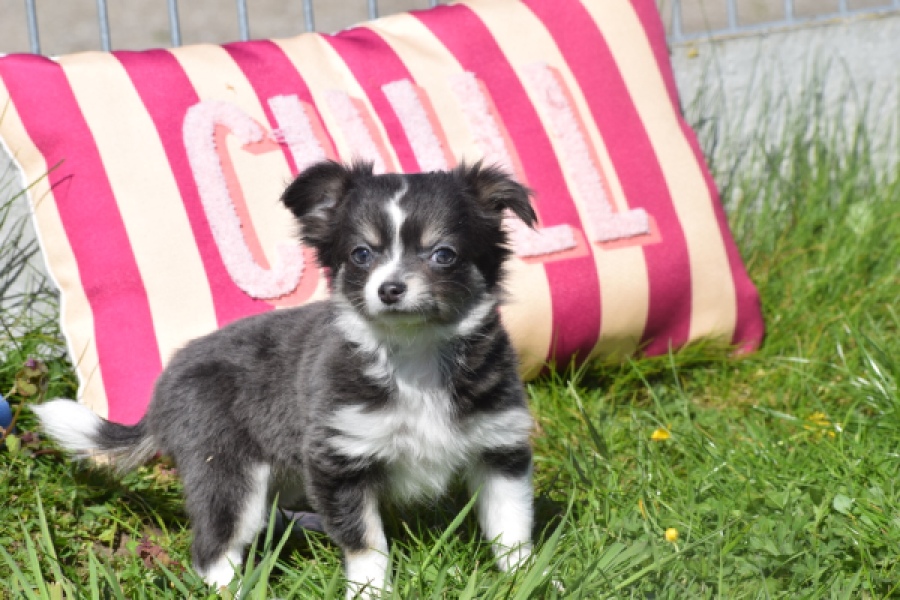 Chihuahua (teef) 00817