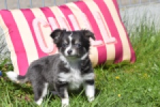 Chihuahua (teef) 00817